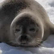 サラの画像