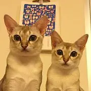 にゃんころ