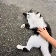 あの画像