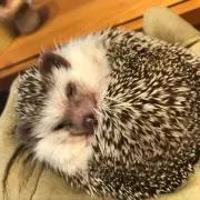 ハリネズミの画像