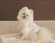 cocoの画像
