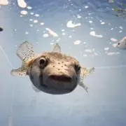 porcupinefishの画像