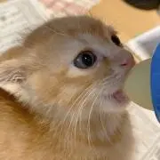 のの✤プロフ読んで下さい