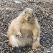 ササニシキの画像
