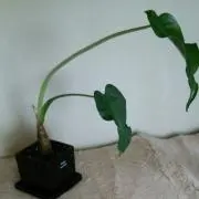 win