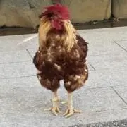 山田の画像