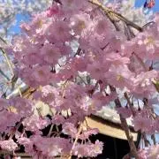 みつはの画像
