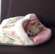 ネムイーヌ