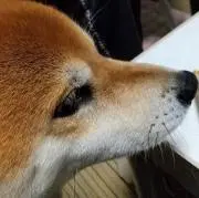 k君の画像