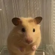 きんちゃんの画像