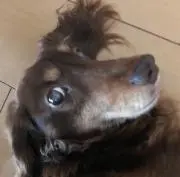 チョコ助