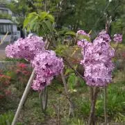 さくらの画像