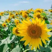 imoco ◡̈の画像