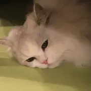ダルタニャン