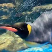 Blubber