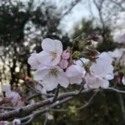 つなこの画像