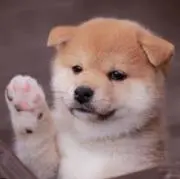 nanakoの画像