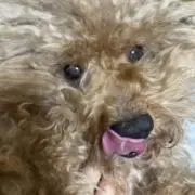 はるの画像