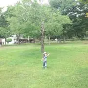 クローバー