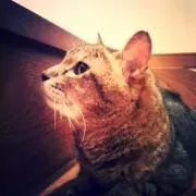 Nekomaruの画像