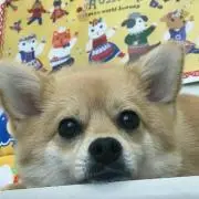 茶太郎の画像