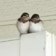 ママセバスチャンの画像