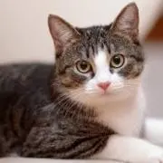 ぱね