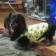 あんころの画像