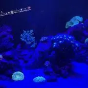 たけのこのやまの画像