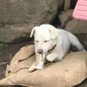 マグロ