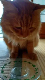 にゃんこの画像