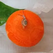 ぴこの画像
