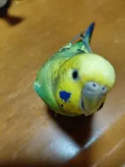 ✨がんちゃん✨
