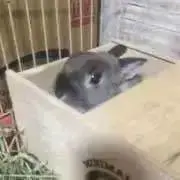 まの画像