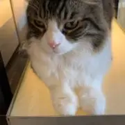 ねこの画像