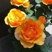 伊予柑の画像