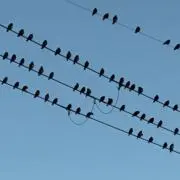 すーすーの画像