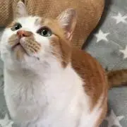 SORAの画像