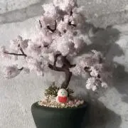 葉桜の画像