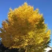 yosiの画像