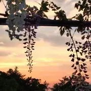 もちの画像