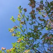とまとの画像
