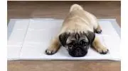なつの画像