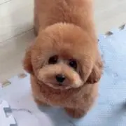 riaSHOPの画像