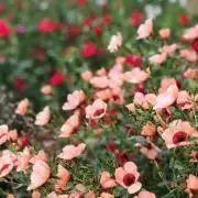 TSALEの画像