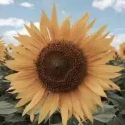 サンタの画像
