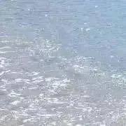 ベスの画像