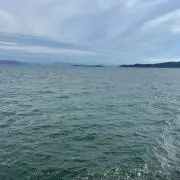 Wooの画像