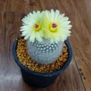 お花と小鳥　オーダーお休みです。の画像