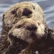 ととʕ•̫͡•ʔの画像